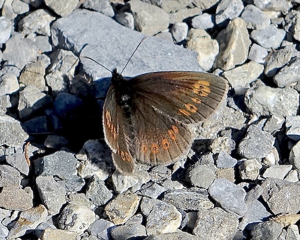 almond-eyed ringlet